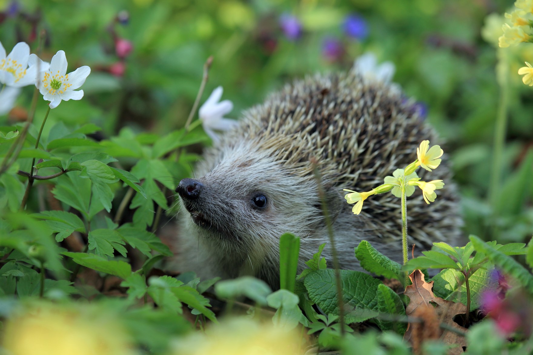 hedgehog-548335